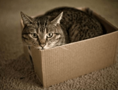 고양이과 동물들에게 상자를 주면 생기는 일