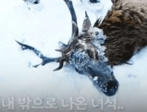 러시아식 사슴 구출작전
