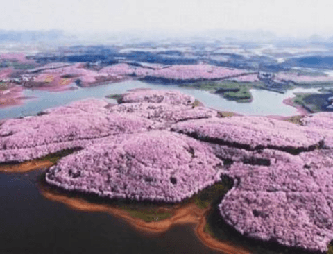 스케일이 남다른 대륙의 벚꽃축제 클라쓰