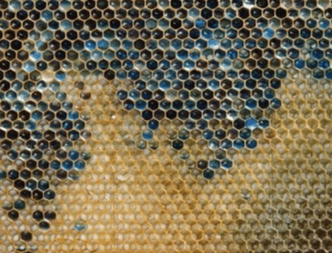 색깔별로 꿀을 만들어내는 꿀벌.jpg