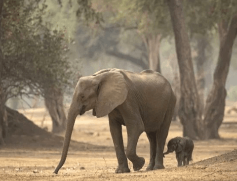아기 코끼리 면역력 높이는 법