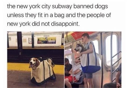 뉴욕 지하철에서 개가 금지된 후